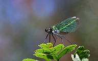 Banded demoiselle (female, Calopteryx splendens)